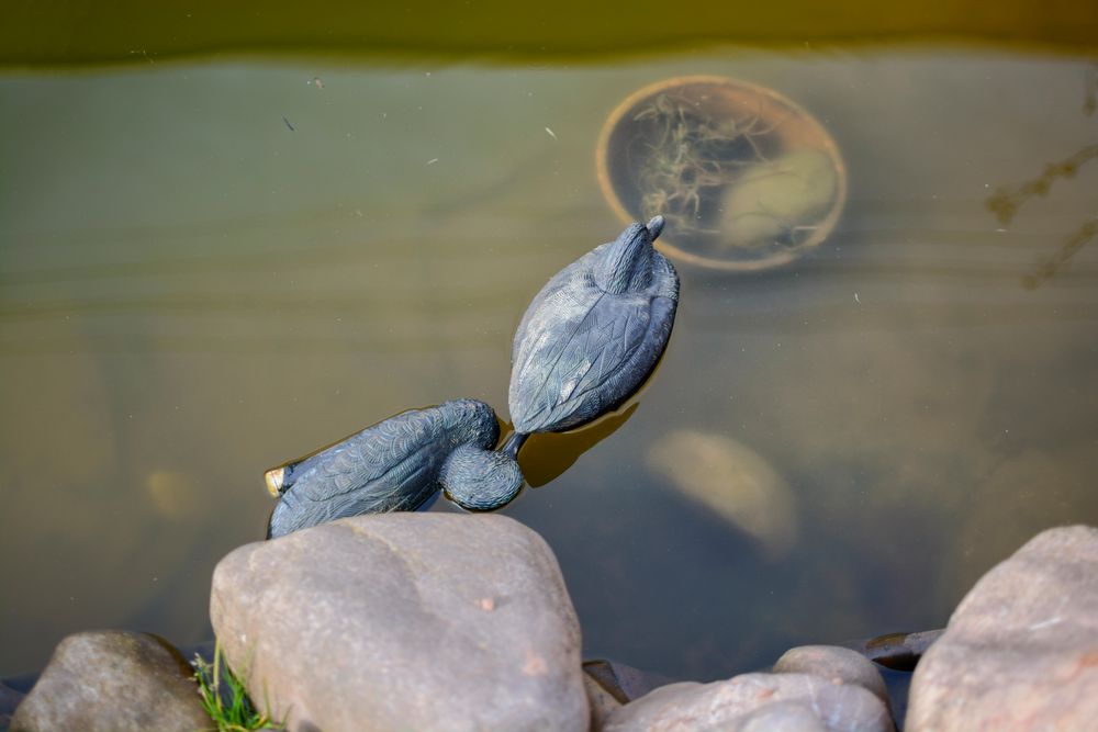 "Künstliche Enten (fake ducks)"