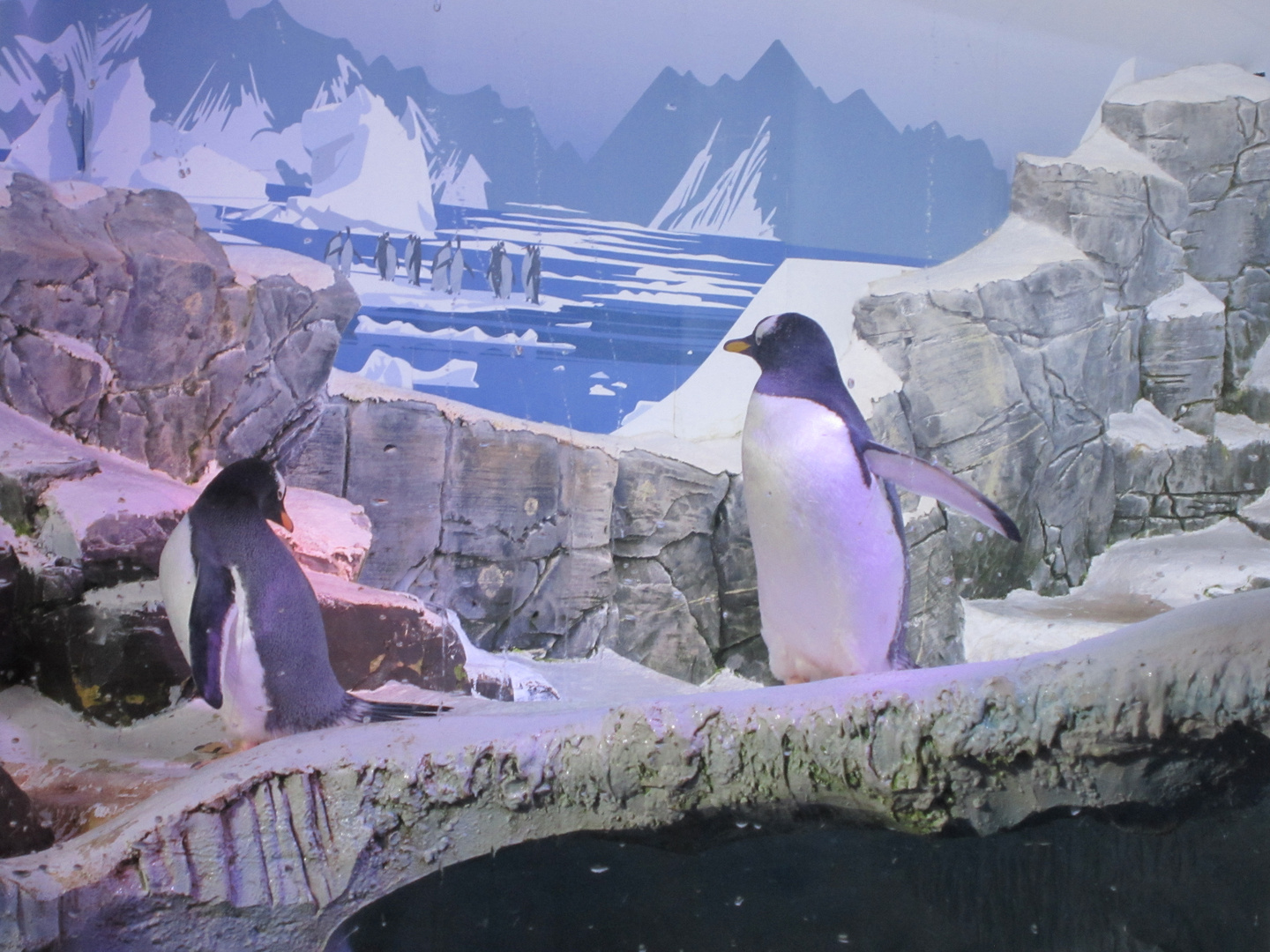 Künstliche Lebenswelt - Pinguine im Sea Life in Konstanz