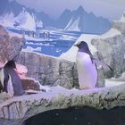 Künstliche Lebenswelt - Pinguine im Sea Life in Konstanz