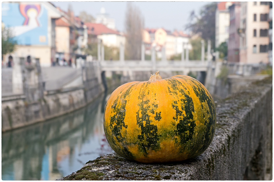 Kürbis auf der Mauer