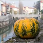 Kürbis auf der Mauer