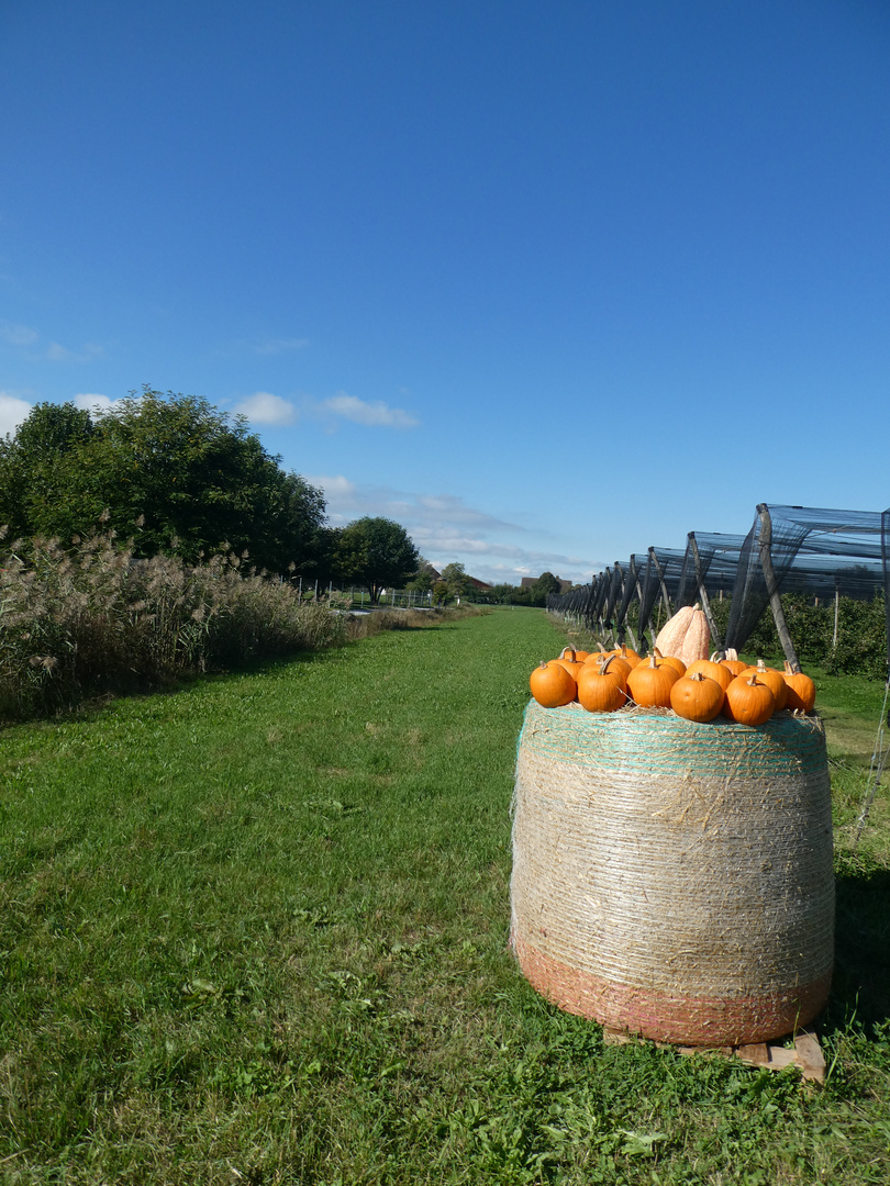 Kürbis auf der Wiese