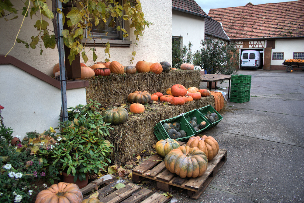 Kürbis auf Stroh