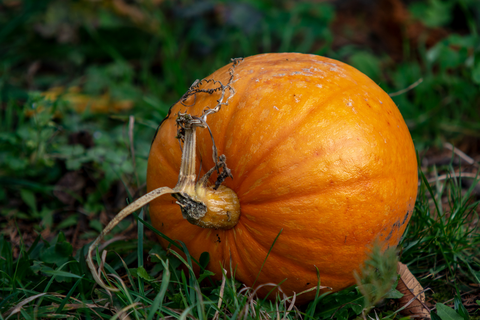 Kürbis aus dem Garten