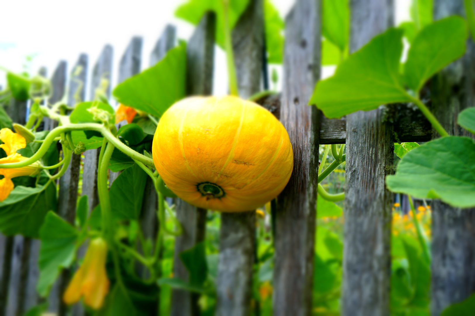 Kürbis aus Garten