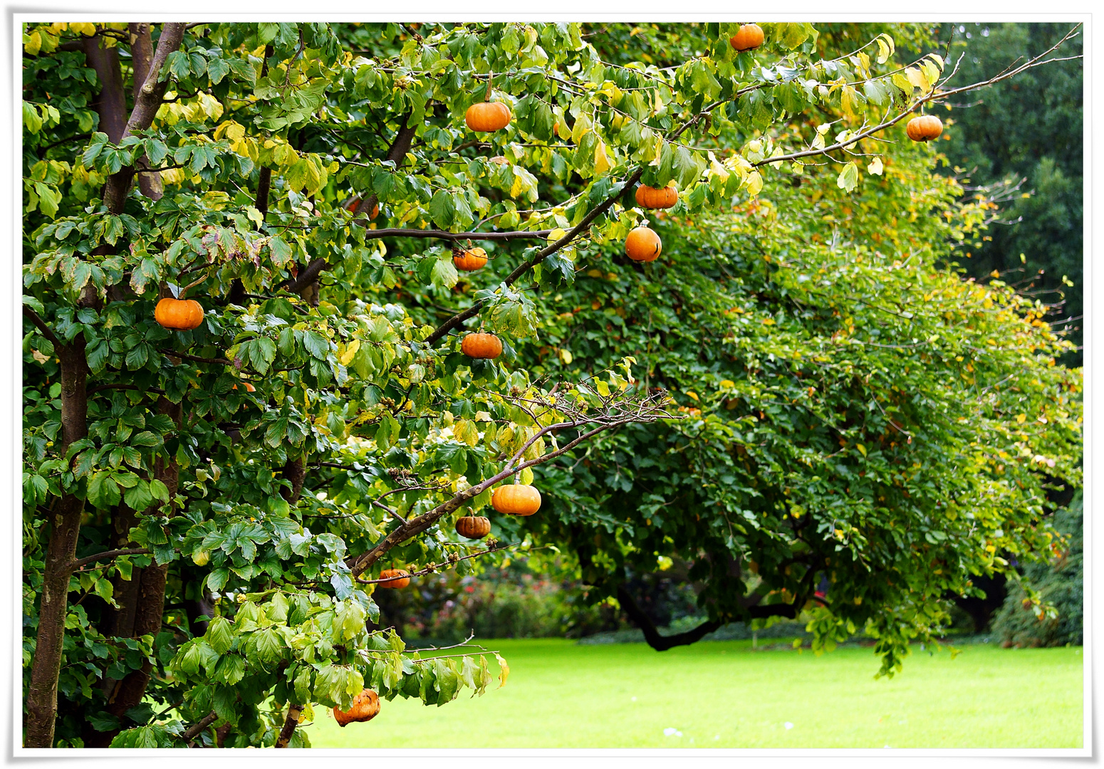 Kürbis Baum