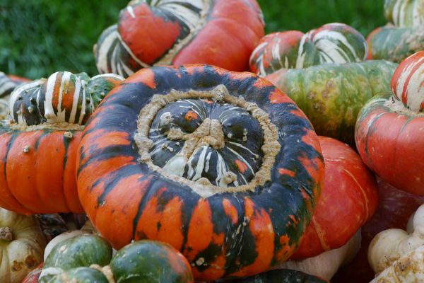 Kürbis Bischofsmütze