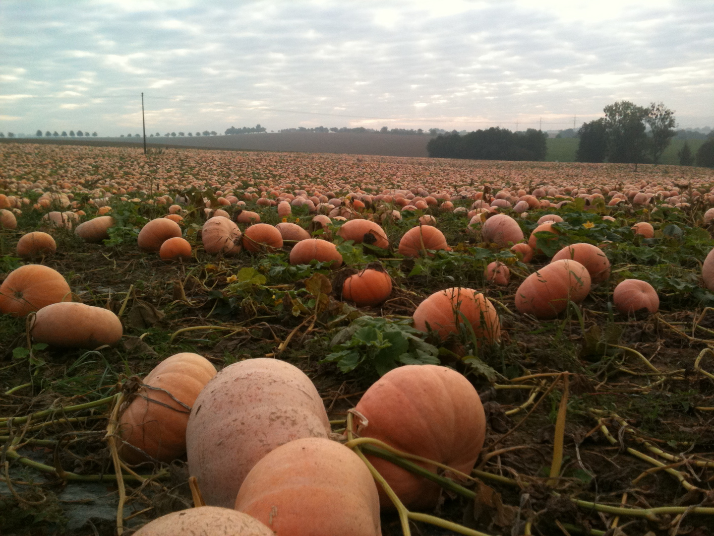 Kürbis Feld - Haloween naht!