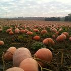 Kürbis Feld - Haloween naht!