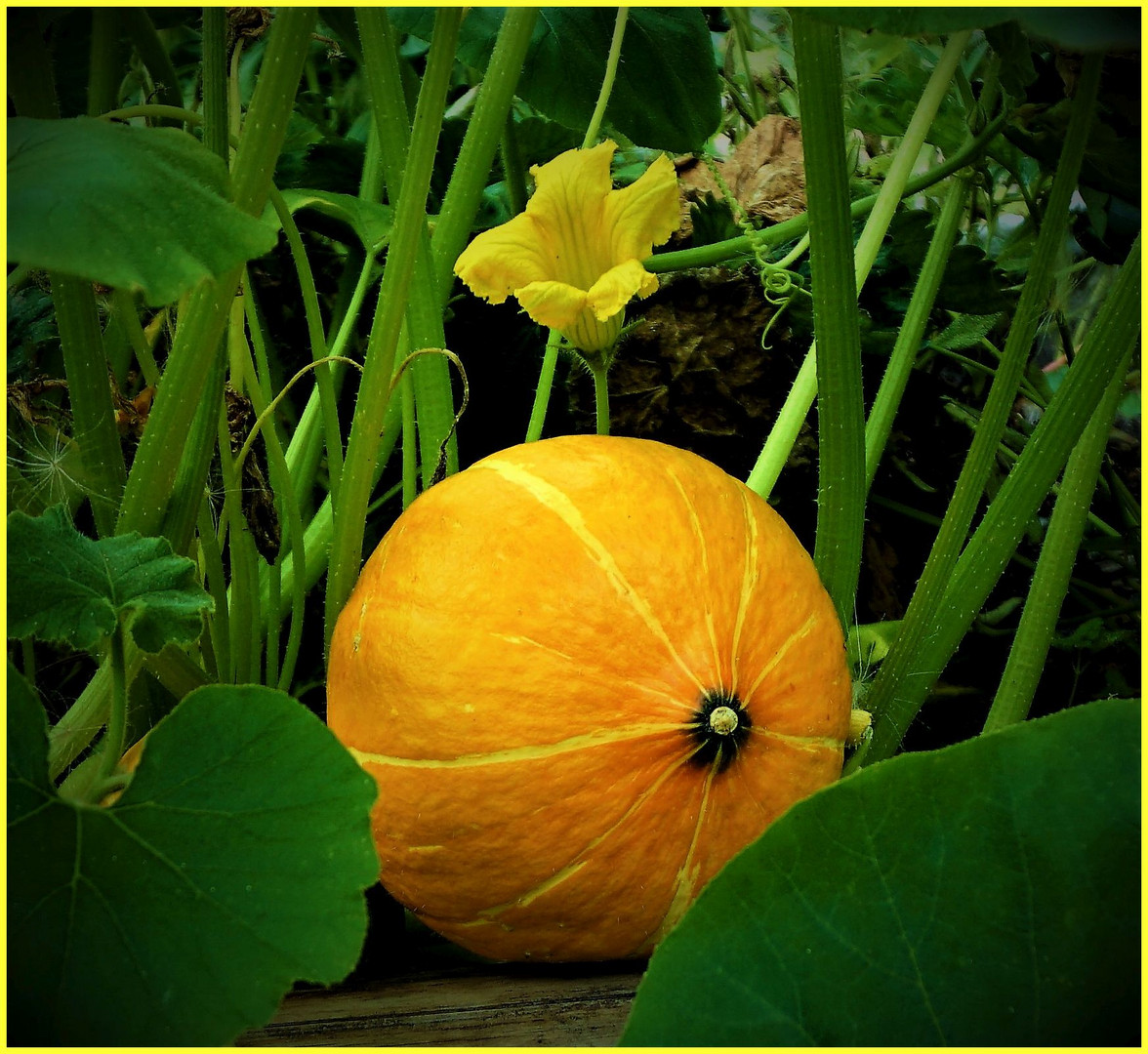 Kürbis mit Blüte