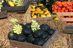 Kürbis, pumpkin, abóbora, zucca, calabaza, citrouille