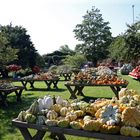 Kürbis, pumpkin, abóbora, zucca, calabaza, citrouille