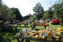 Kürbis, pumpkin, abóbora, zucca, calabaza, citrouille