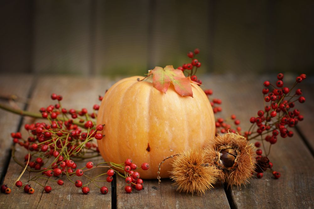 Kürbis Saison Foto & Bild jahreszeit, herbst, beere Bilder auf