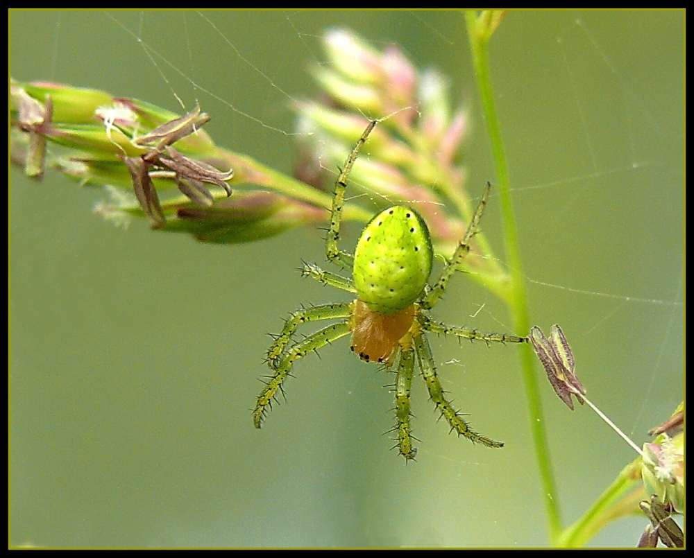 Kuerbis-Spinne