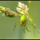 Kuerbis-Spinne