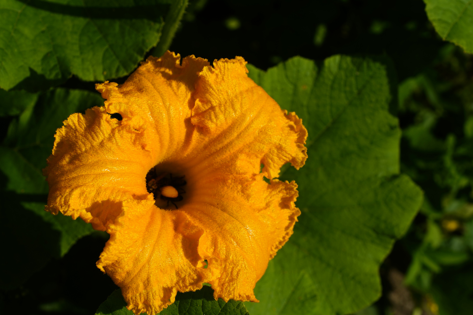 Kürbisbblüte in meinem Garten