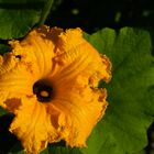 Kürbisbblüte in meinem Garten