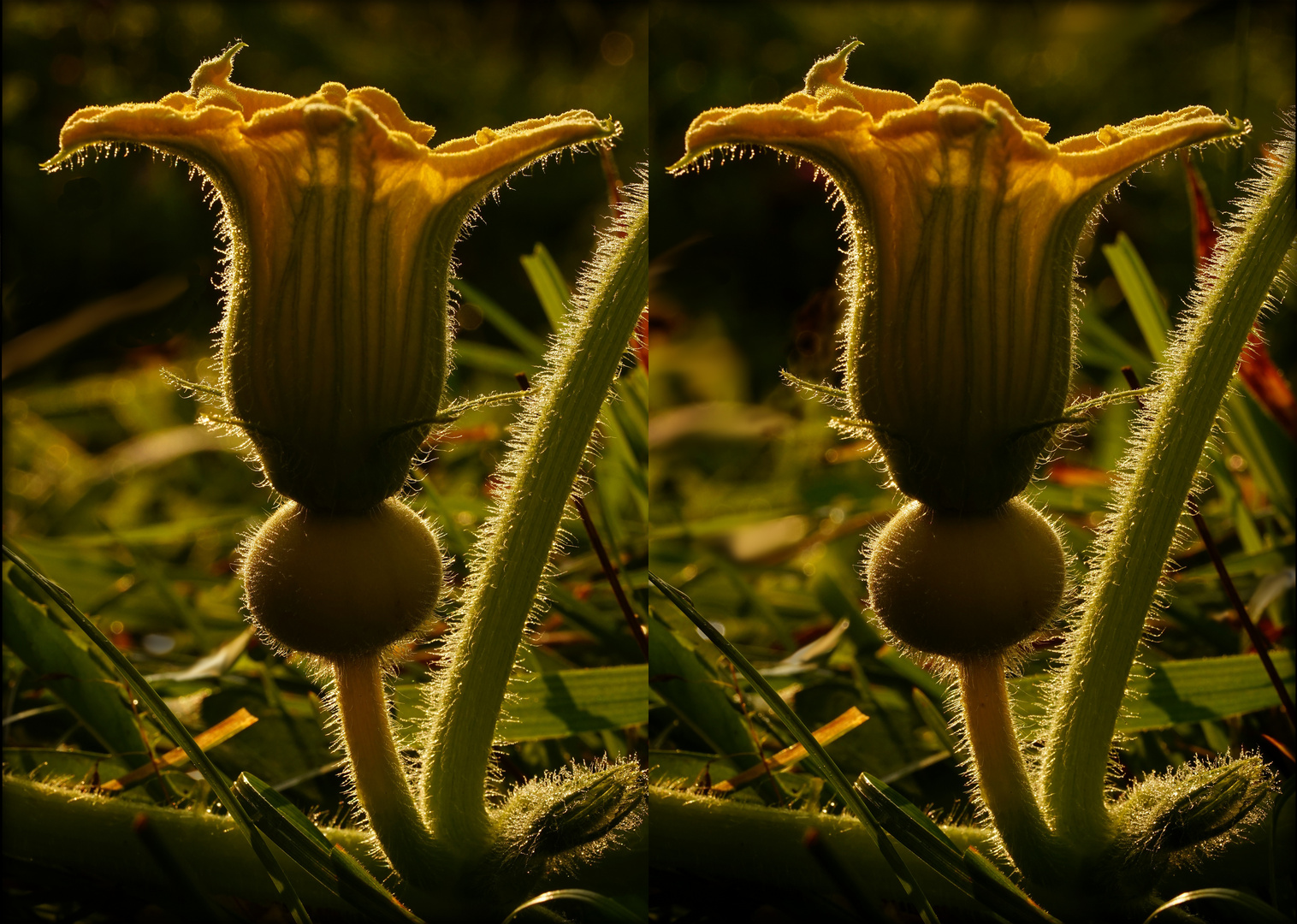 Kürbisblüte (3D-X-View Cha-Cha)