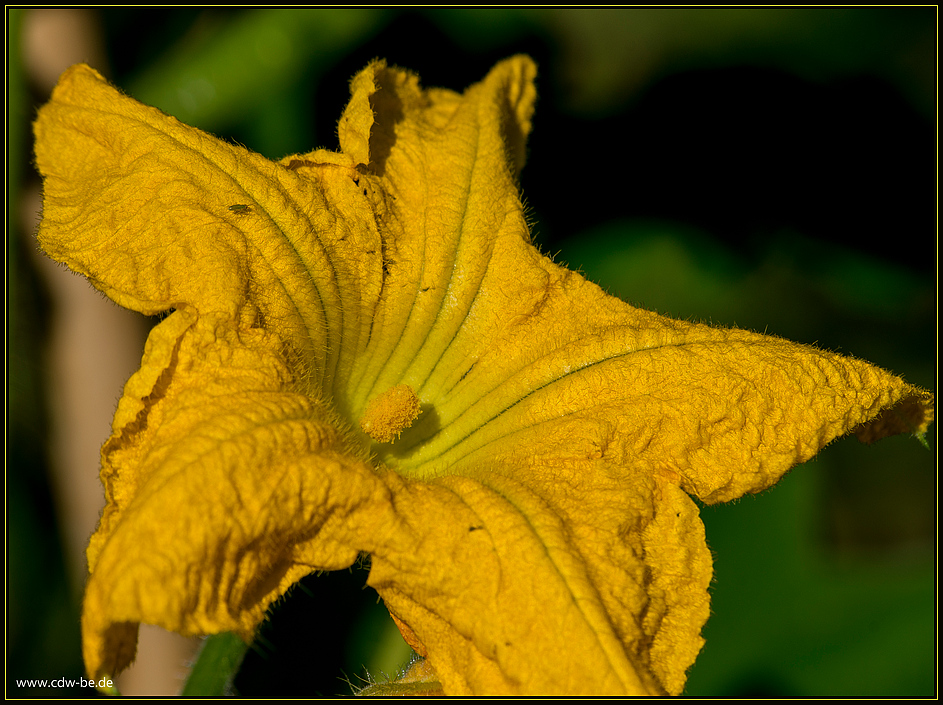 kürbisblüte