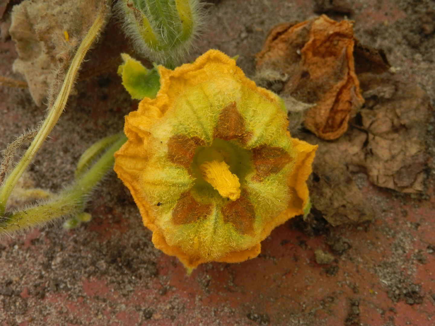 Kürbisblüte - Butternuß-Kürbis