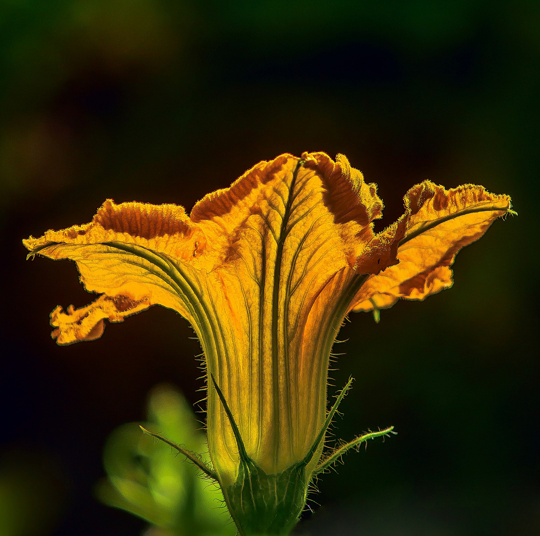 Kürbisblüte im Gegenlicht 