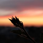 Kürbisblüte im Sonnenuntergang