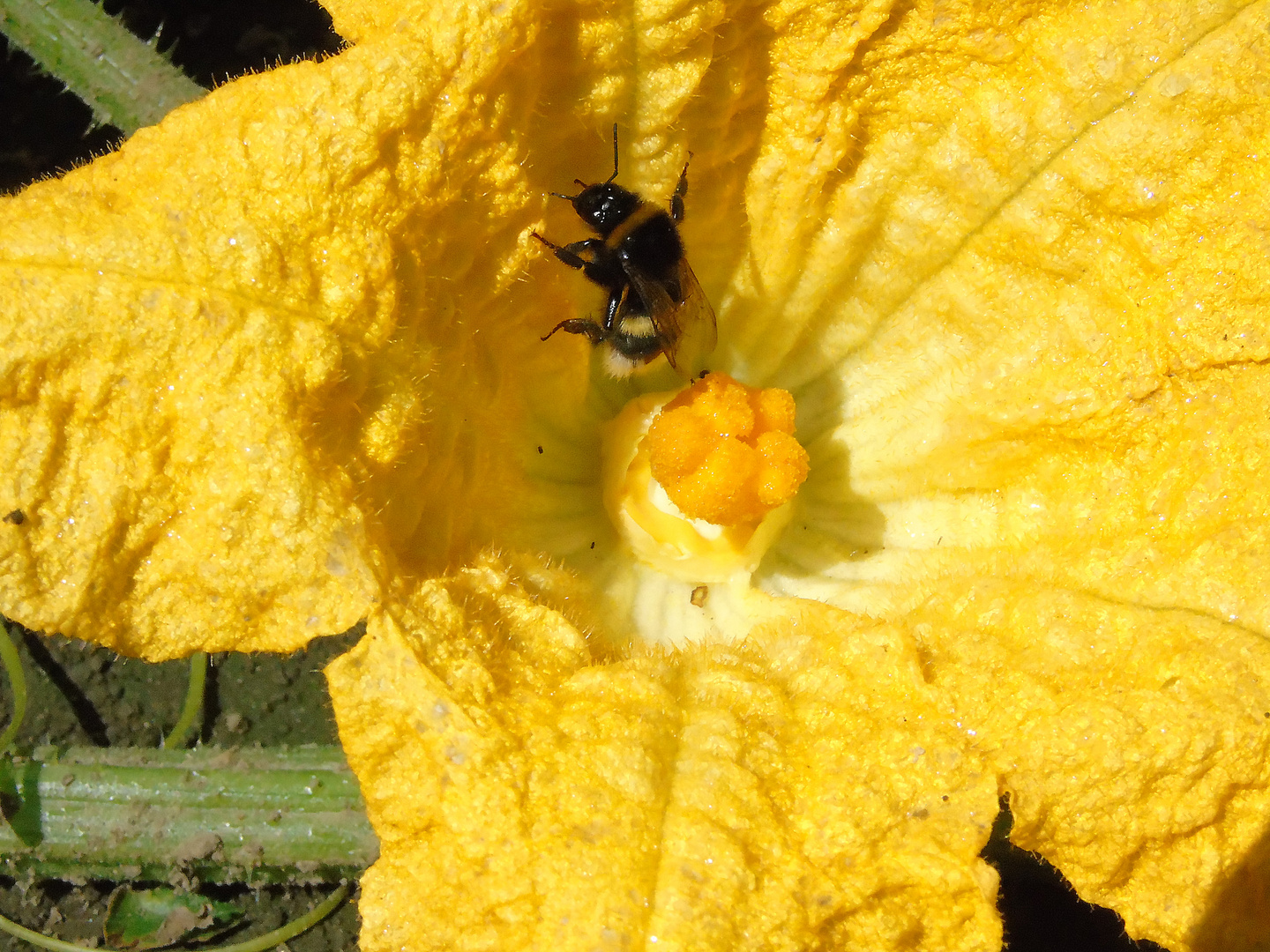 Kürbisblüte mit Gast