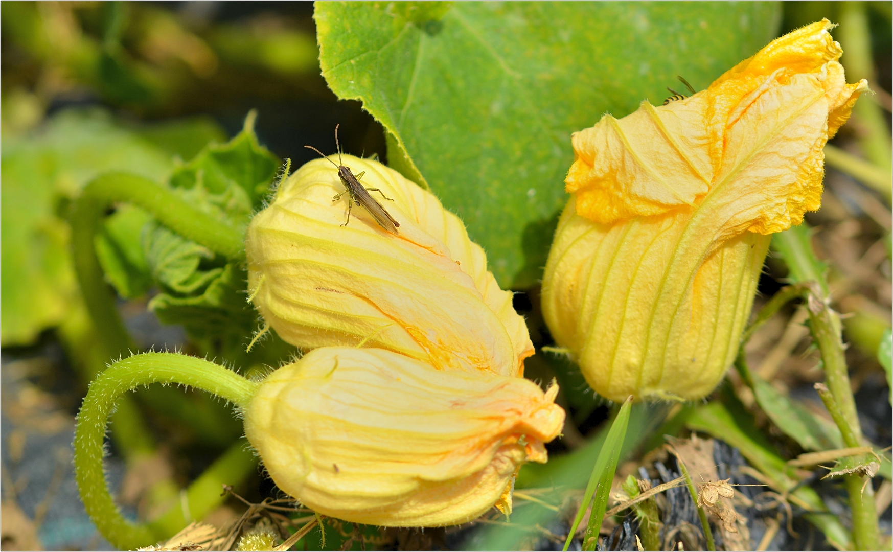 kürbisblüte mit schreck