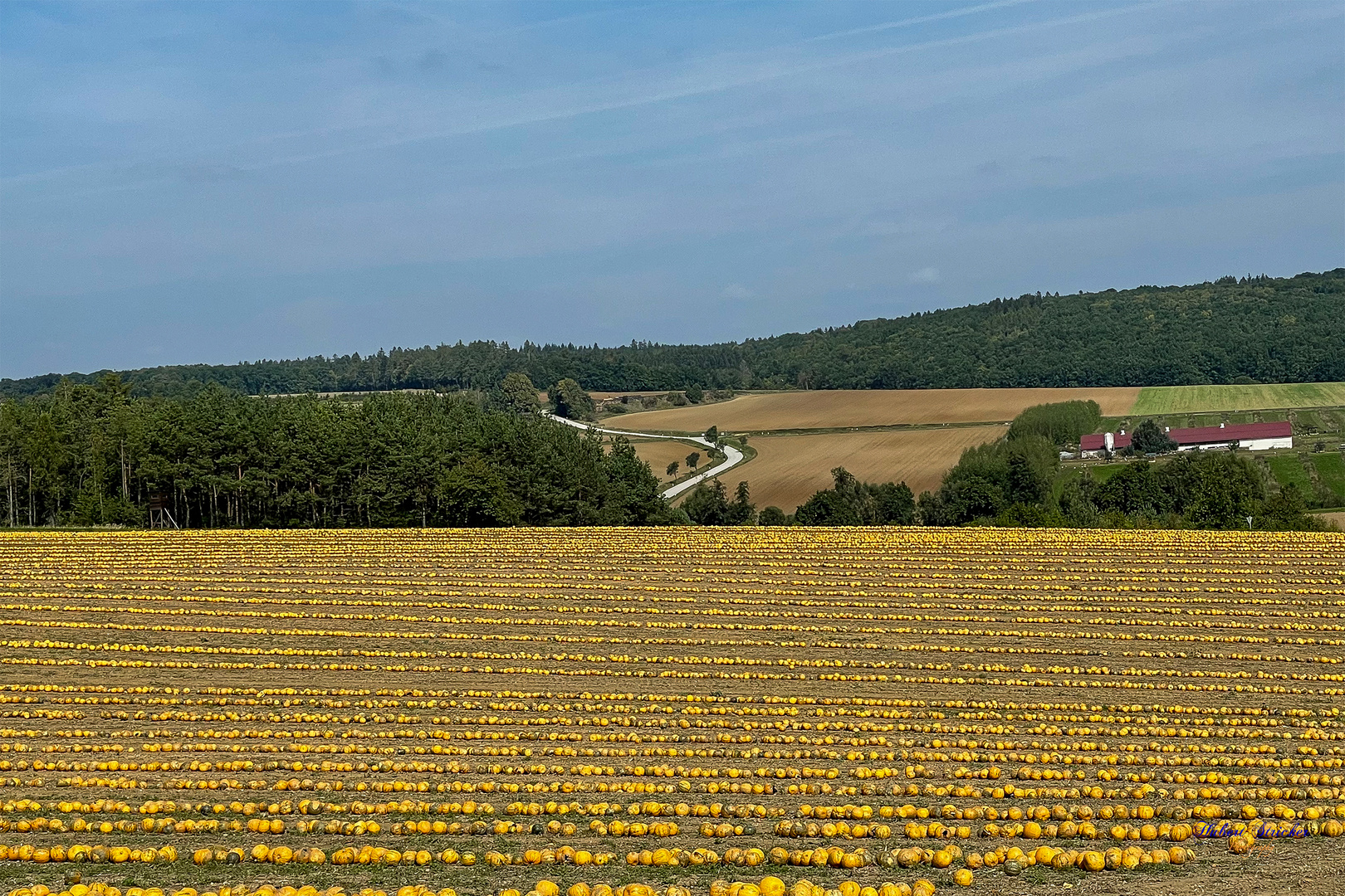 Kürbisfeld im Retzerland ( Niederösterreich )