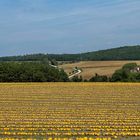 Kürbisfeld im Retzerland ( Niederösterreich )