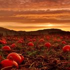 Kürbisfeld vor Sonnenaufgang im Taubertal.