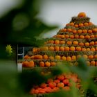 Kürbisfest am Niederrhein , Dingden