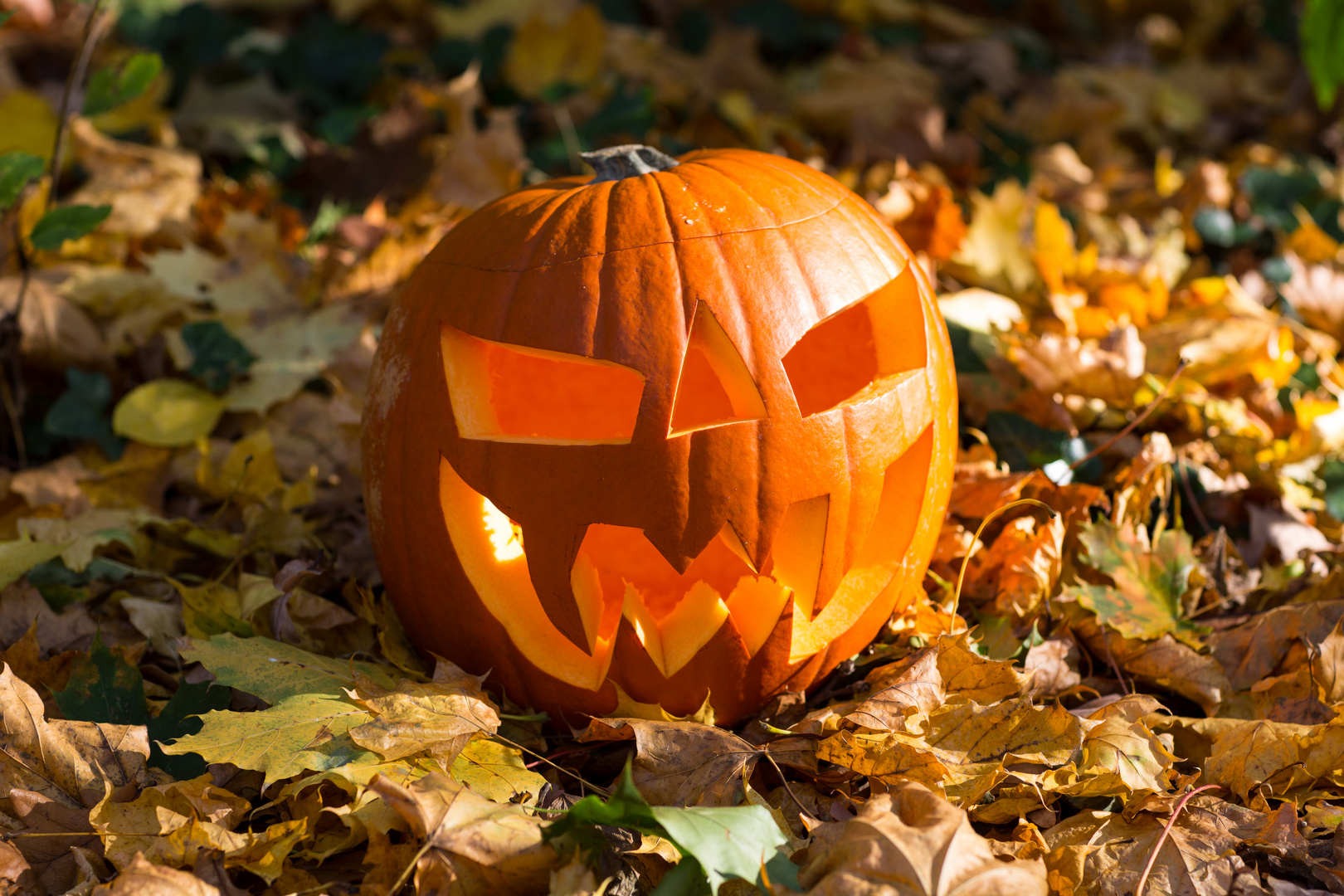 Kürbiskopf im Herbstlaub