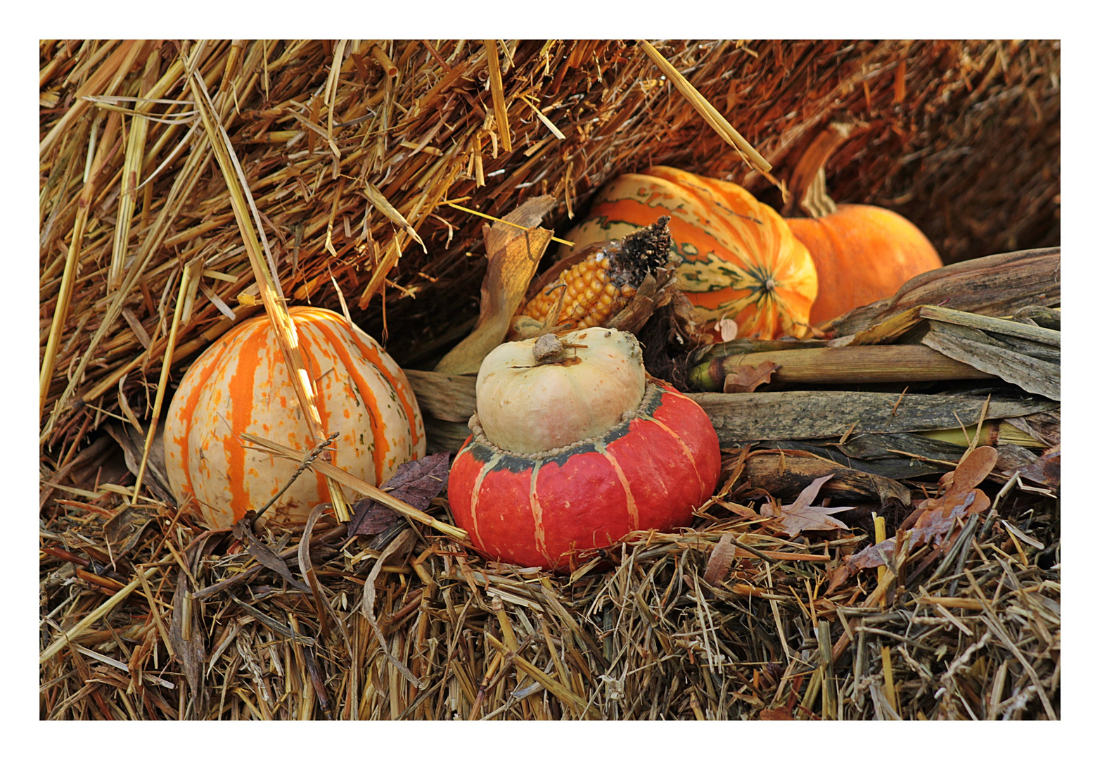 Kürbisse als Herbstdeko