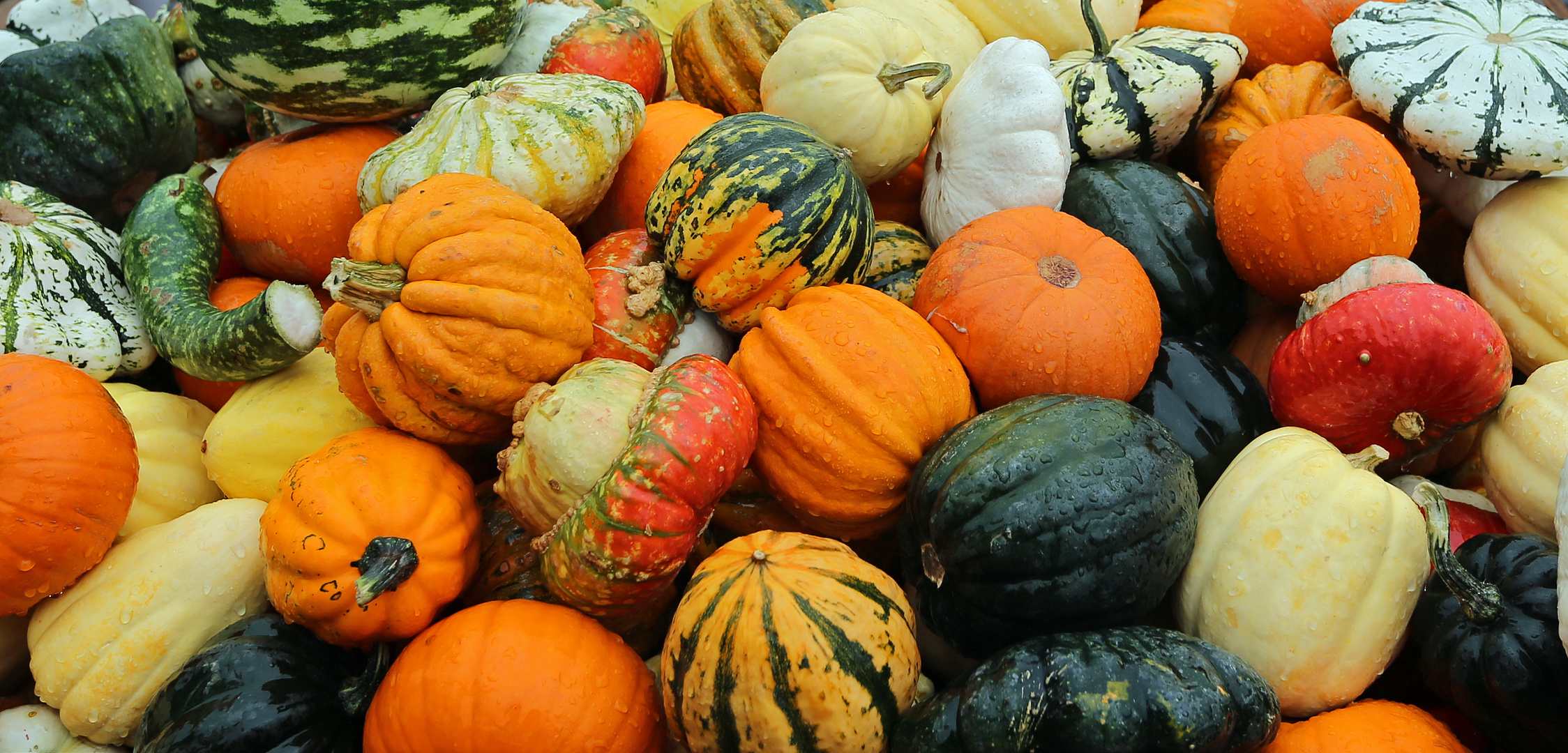 Kürbisse -Herbst- 