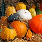 Kuerbisse im Herbst - Cucurbita