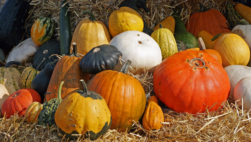 Kuerbisse im Herbst - Cucurbita