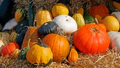 Kuerbisse im Herbst - Cucurbita