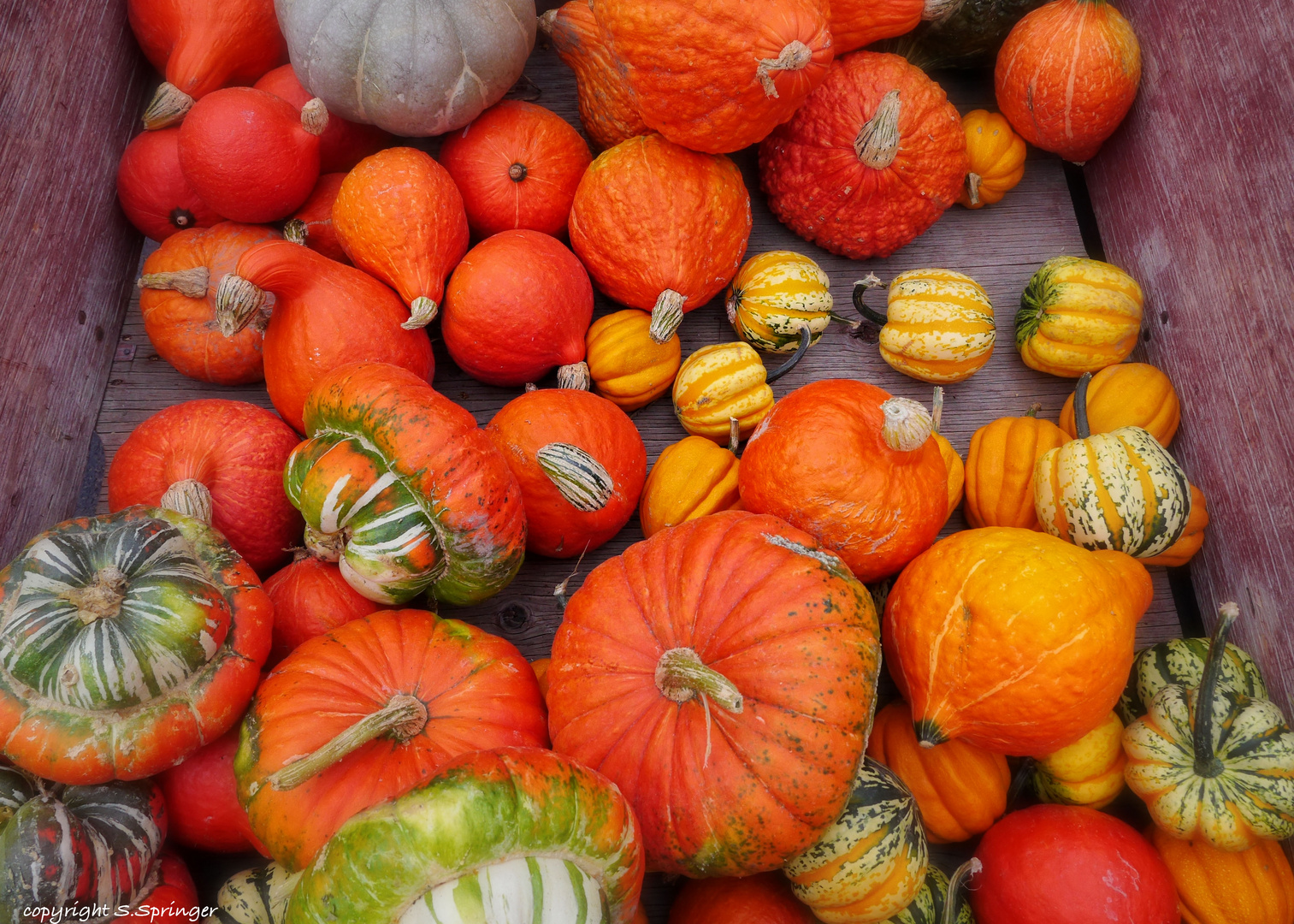 Kürbisse zur Herbstzeit....... :o))