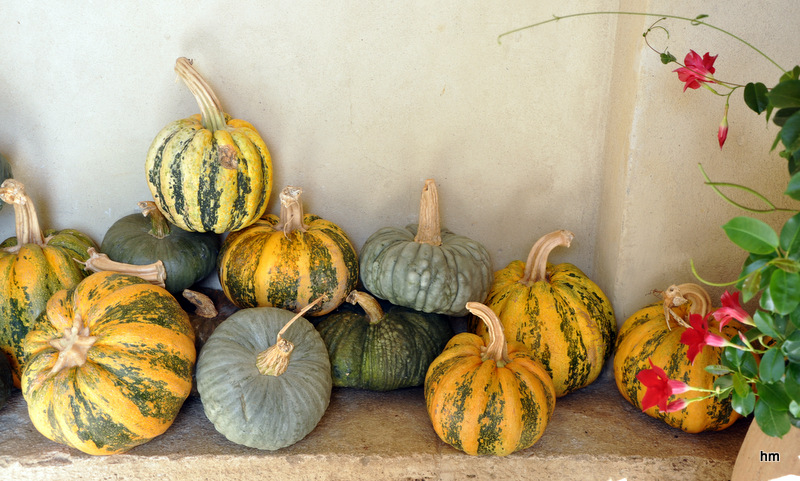 Kürbissimo in der Toscana +Mittwochsblümchen!