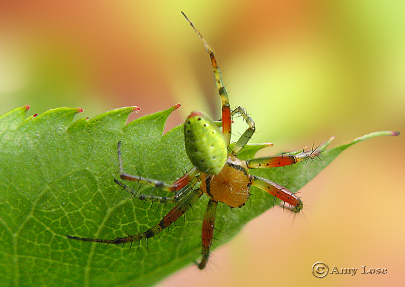 Kürbisspiderwomen