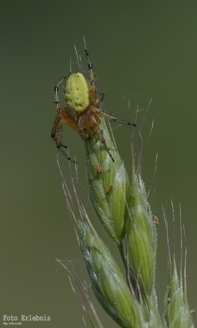 Kürbisspinne