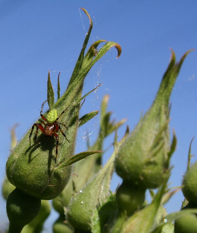 Kürbisspinne