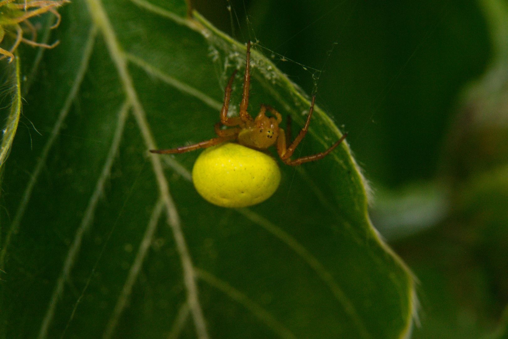 Kürbisspinne