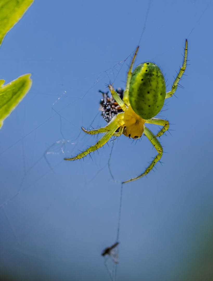 Kürbisspinne (Araniella cucurbitina)