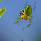 Kürbisspinne (Araniella cucurbitina)