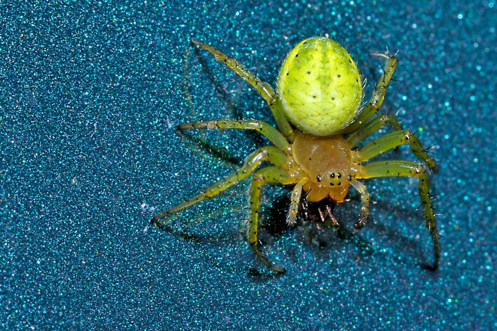 Kürbisspinne (Araniella cucurbitina)