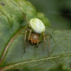 Kürbisspinne (Araniella cucurbitina)