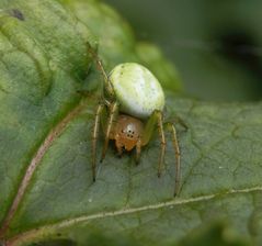 Kürbisspinne (Araniella cucurbitina)